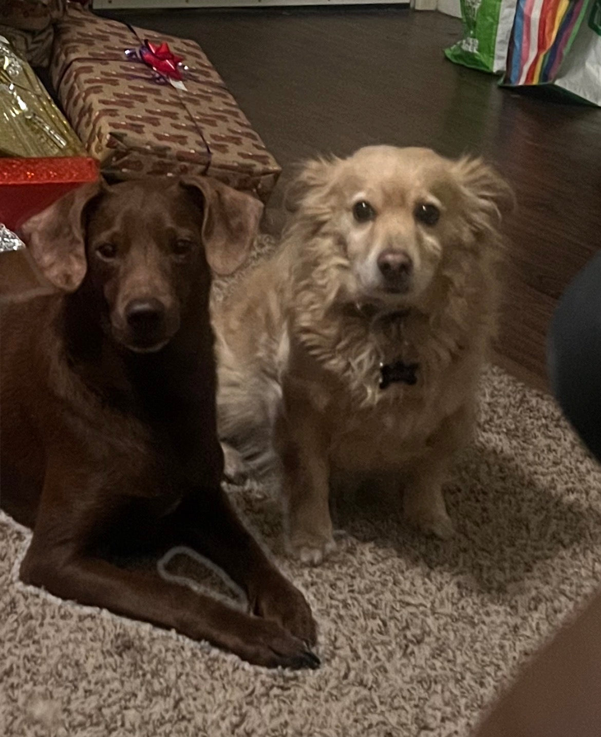 What is the best way to show our pets we love them?