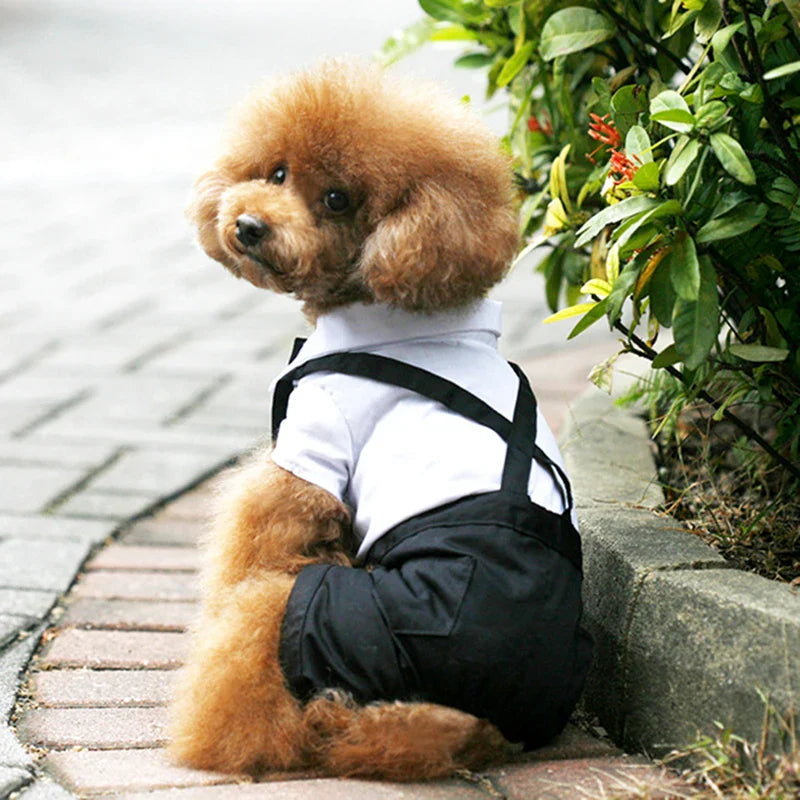 Fur-Tastic Fashion