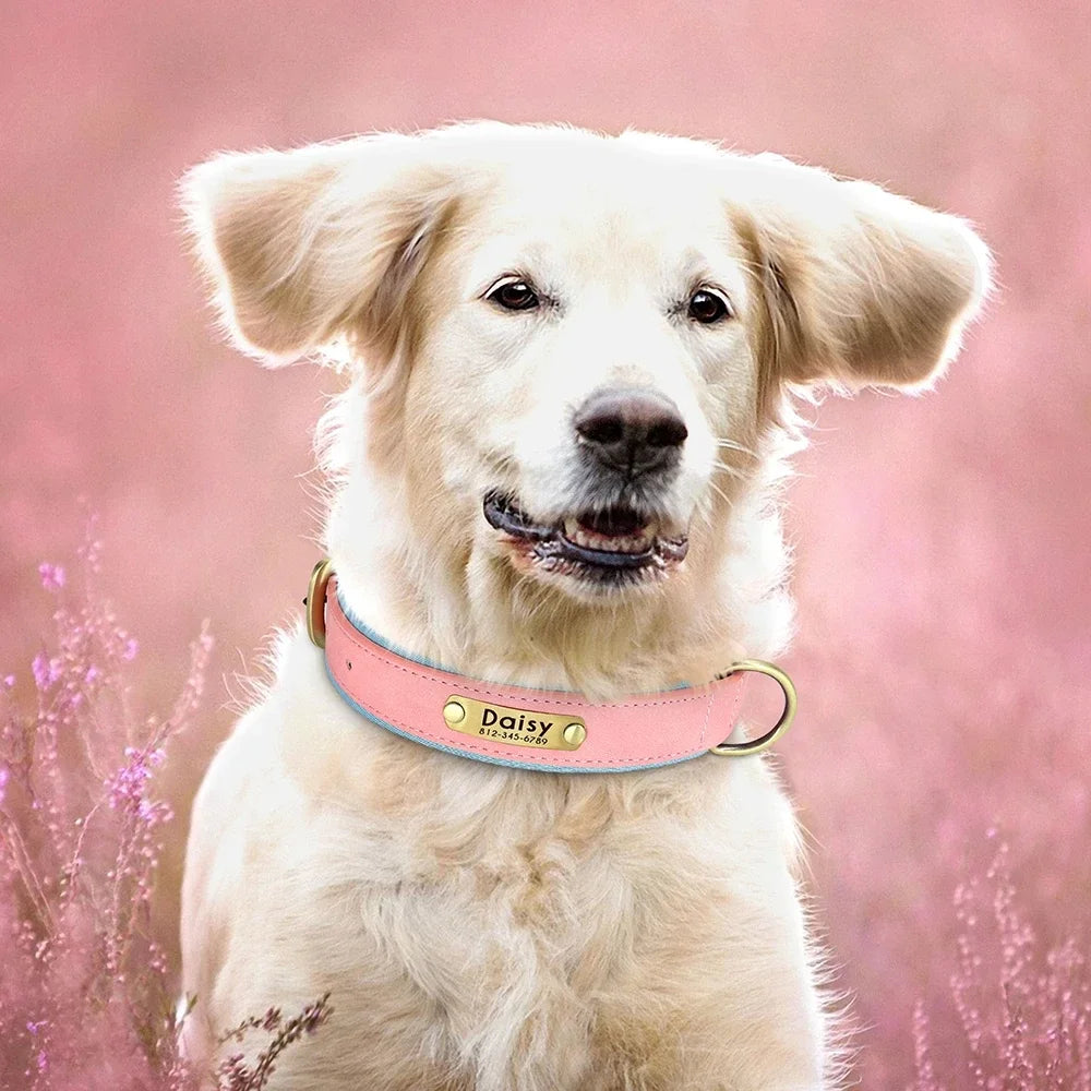 🐾 Forever Home Personalized Collar