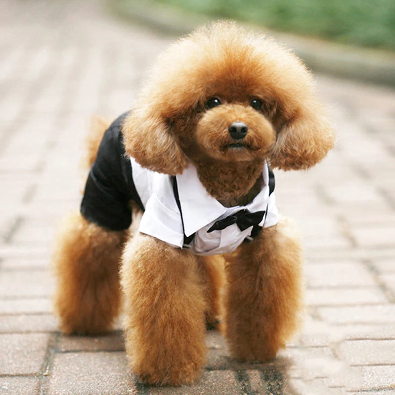 Prince Charming Tuxedo