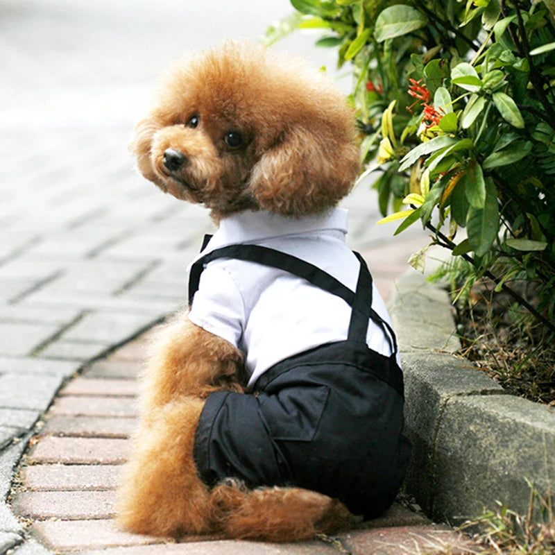 Prince Charming Tuxedo