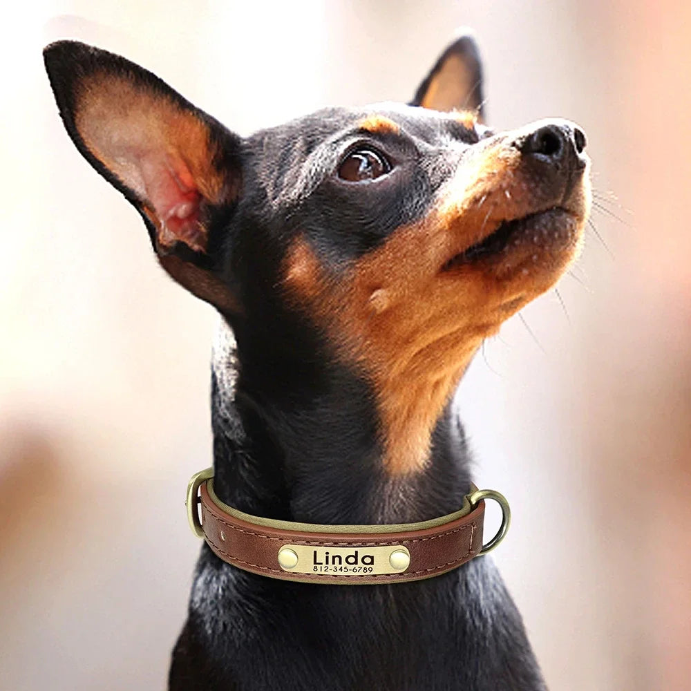 🐾 Forever Home Personalized Collar