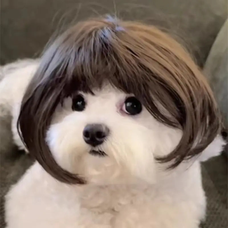 Paws & Giggles Wig Set