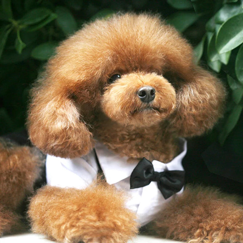 Prince Charming Tuxedo