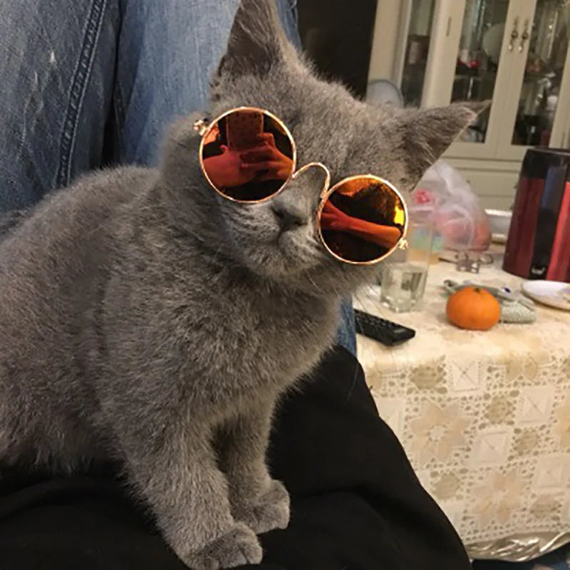 Retro Paws Sunglasses