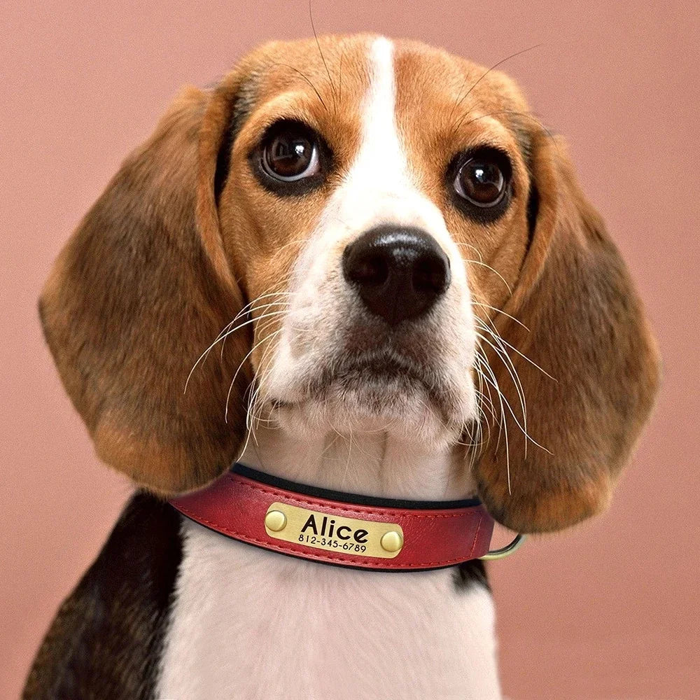 🐾 Forever Home Personalized Collar