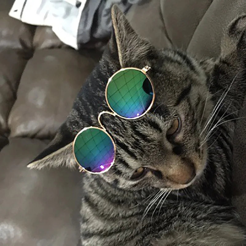 Retro Paws Sunglasses